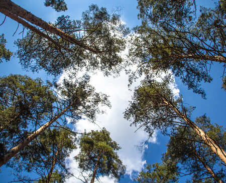Как увеличить сток углерода на землях лесного фонда?